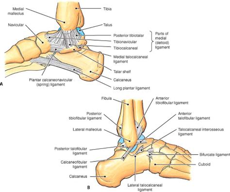 Abnormalities of the Deltoid Ligament | Radiology Key