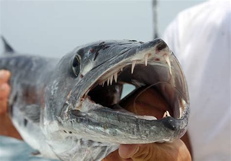 Barracuda Teeth Stock Photos, Pictures & Royalty-Free Images - iStock