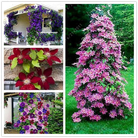 100pcs/bag Clematis plants flower clematis vines bonsai flower perennial flowers climbing ...