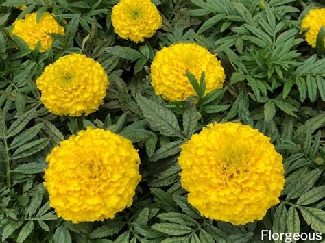 Marigold Flower Meaning and Symbolism You Should Know | Florgeous