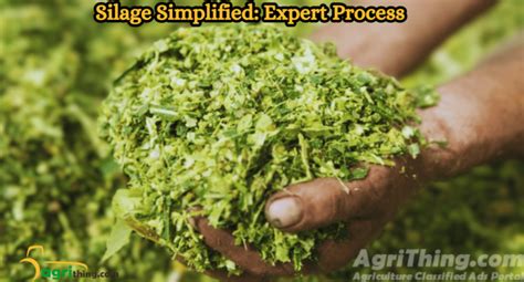 Silage Making Process: A Comprehensive Guide - AgriThing.com