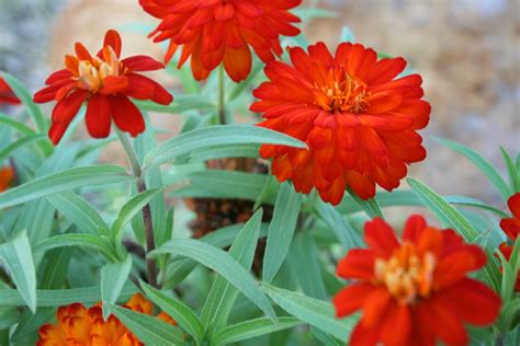 Orange Wildflowers In Texas