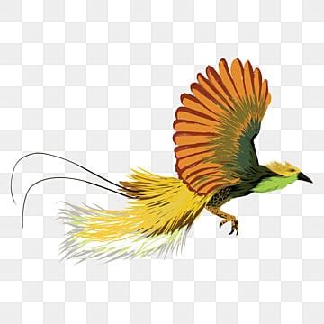 Burung Cendrawasih PNG Transparent Images Free Download | Vector Files ...