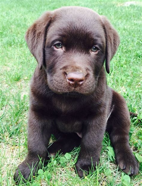 English Chocolate Lab Puppies For Sale - Cute Puppies for Me