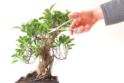 Ficus bonsai trimming – Integrert kjokkenet