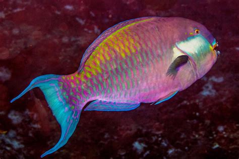 Steephead Parrotfish-Facts and Photographs • Seaunseen