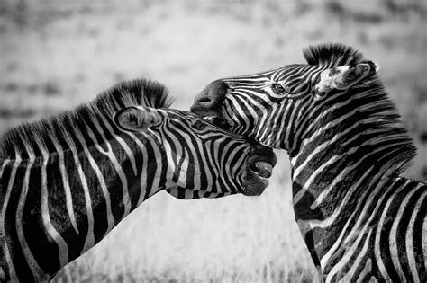 Zebras Black And White 4k, HD Animals, 4k Wallpapers, Images, Backgrounds, Photos and Pictures