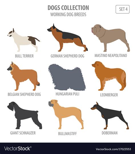 Working watching dog breeds collection isolated Vector Image