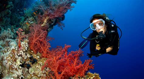 Special Diving Trips in Sharm El Sheikh - Camel Dive Club & Hotel