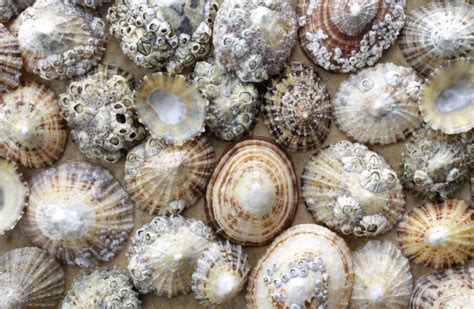 Common Limpet - Facts, Habitat, Diet, Conservation, & More - American Oceans