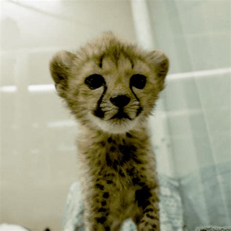 Pin by Nanette Gilligan on Cat | Baby cheetahs, Baby animals super cute, Cute baby animals