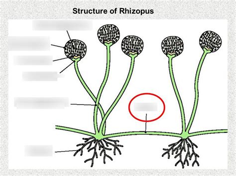 Biology Label Rhizopus Diagram | Quizlet