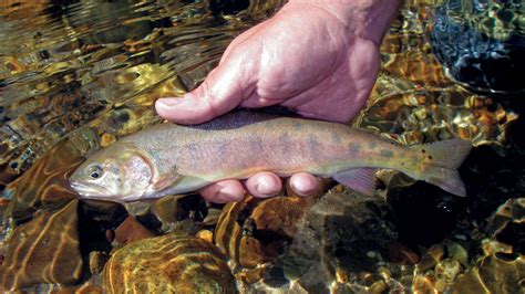 Paiute cutthroat trout returns to native habitat in Silver King Creek