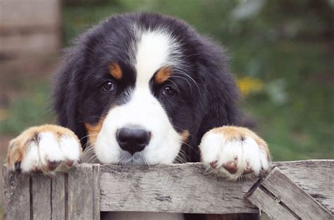 My Bernese Mountain Dog HD New Tab - MyStart