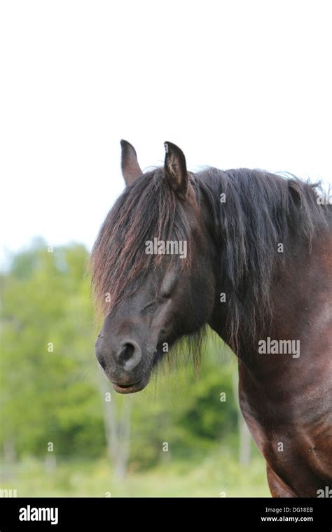 Cheval de frise hi-res stock photography and images - Alamy