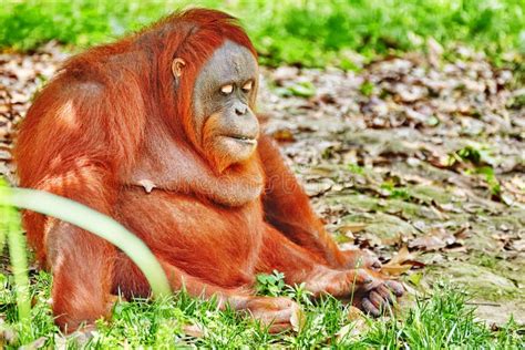 Orang Utan. stock photo. Image of biped, borneo, adult - 58368186