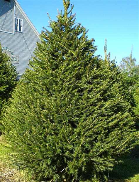 Norway Spruce | | Fort Wayne Trees