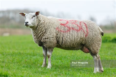 Stock photo - Sheep, ovis aries - Paul Maguire