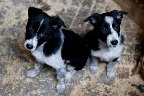 The sheepdog breeders in Wales who sell pups all over the world for as much as £27,000 - Wales ...