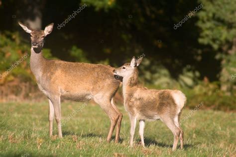 Mother deer and baby deer Stock Photo by ©Ukrainian 1554388