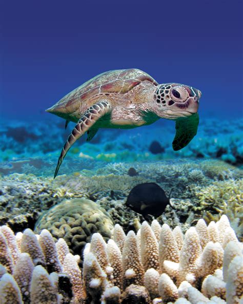 Green Sea Turtle | Reef Biosearch