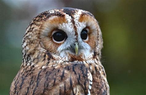 Barred Owl - Description, Habitat, Image, Diet, and Interesting Facts