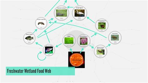 Freshwater Swamp Food Web by Anora Buggy on Prezi