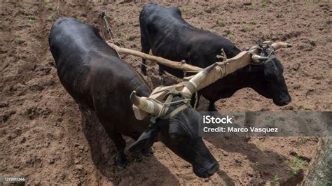 Oxen Plowing Soil Under A Sunny Day Stock Photo - Download Image Now - Yoke, Wild Cattle, Plow ...