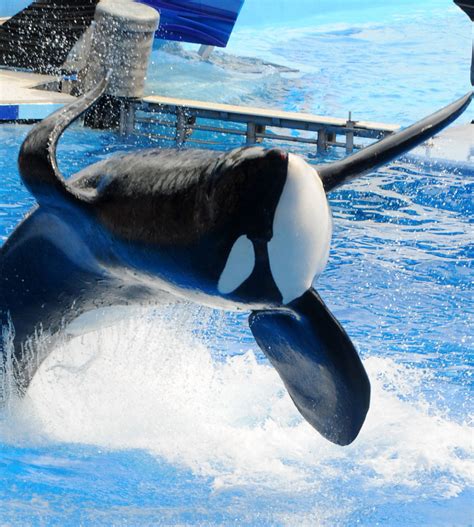 Whale Connected To Three Deaths Makes Comeback At SeaWorld | WBUR