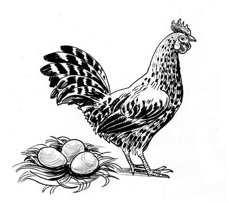 Hen and eggs stock illustration. Illustration of farming - 113275459