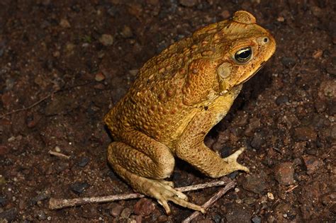 How can you tell the difference between a Cane Toad and a native Australian frog species? - The ...