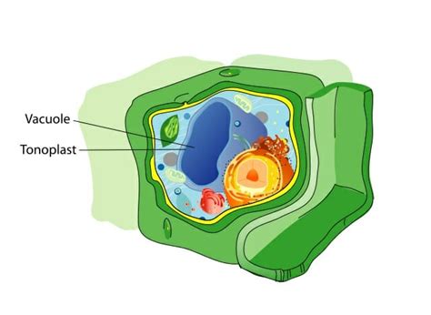 Vacuole - Definition, Structure and Functions | Biology Dictionary