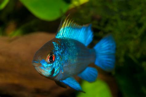 30 Coolest Most Colorful Freshwater Fish For Your Aquarium