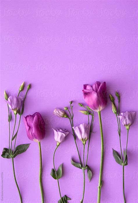 "Purple Tulip Flowers And Roses On Purple Background" by Stocksy ...