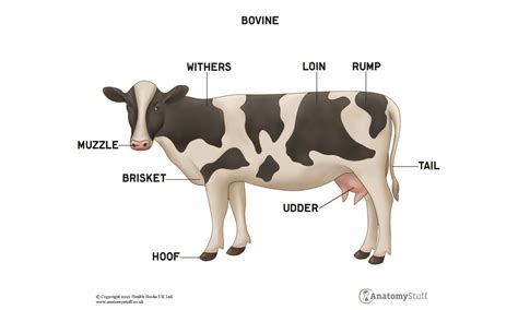 Dairy Cow Udder Anatomy