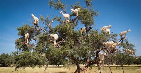 The Luxurious Poop From These Tree-Climbing Goats Produces Argan Oil ...