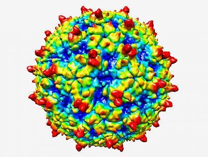 CIENCIASMEDICASNEWS: Structure of rhinovirus C revealed | National Institutes of Health (NIH)