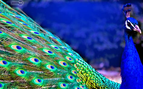 Peacock Wallpapers - Animal Spot