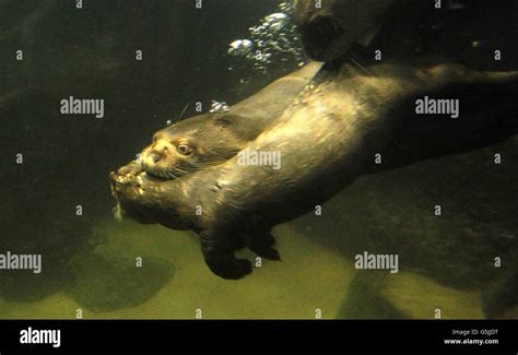 Baby Giant Otter Pups at Chester Zoo Stock Photo - Alamy