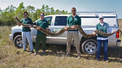 Burmese Python Facts and Pictures | Reptile Fact