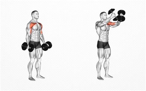 Standing Dumbbell Fly Exercise Guide: How To, Benefits, Muscles Worked, and Variations - TrendRadars