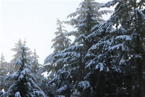 Free stock photo of christmas eve, pine trees, snow