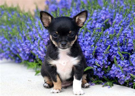 Chihuahua Puppies for Sale - Keystone Puppies