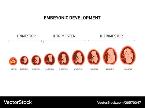 Baby Development Stages Month By Month During Pregnancy Pregnancywalls | Hot Sex Picture