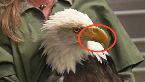 Bald Eagle Gets Beak Replaced With Prosthetic