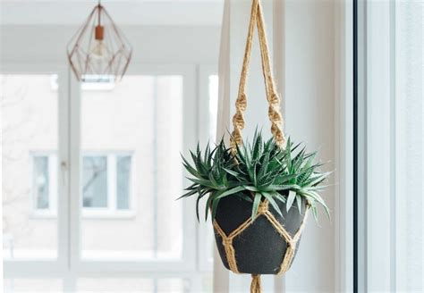 Best Hanging Home Plants: Care And Guide Tips