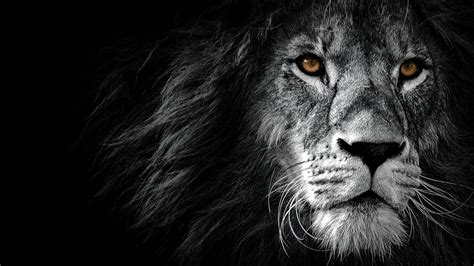 Lion Monochrome 4K #4750f Wallpaper PC Desktop