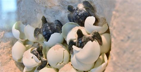 Turtle Eggs Hatching