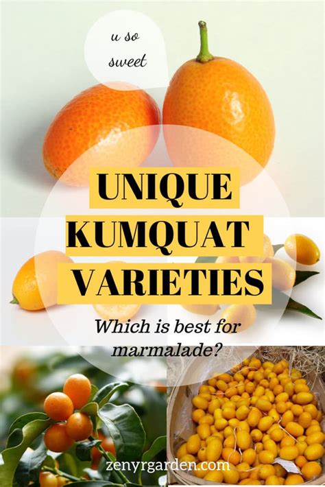 Kumquat Varieties: 4 Delicious Ones