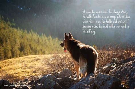 10 Best Pet Memorial Poems